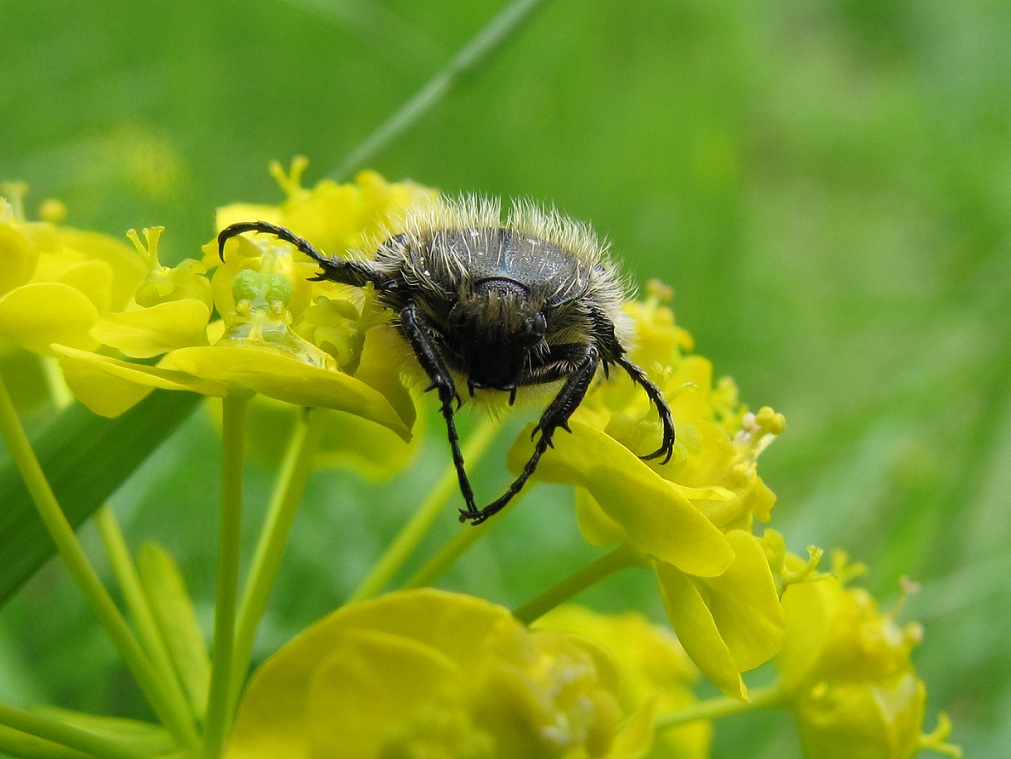 Un insetto a pois: Oxythyrea funesta